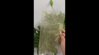 Opnamen ter plaatse van helder glas met ingebed metalen decorgaas